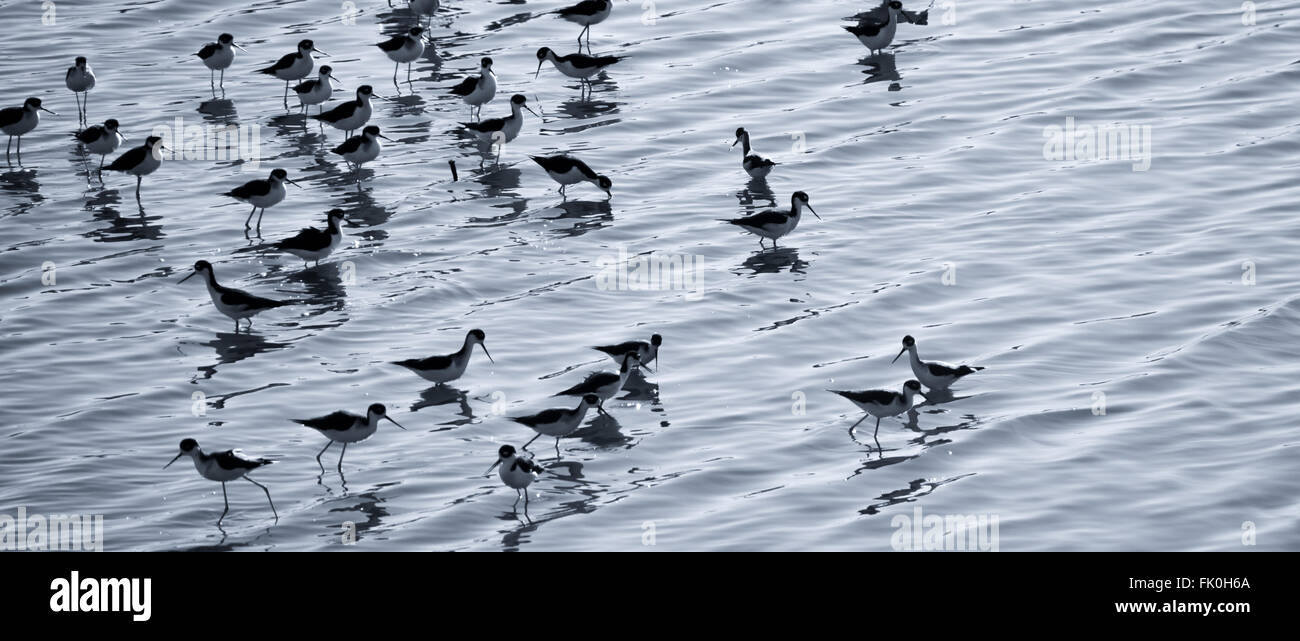 Les oiseaux qui se nourrissent dans l'eau de mer Banque D'Images