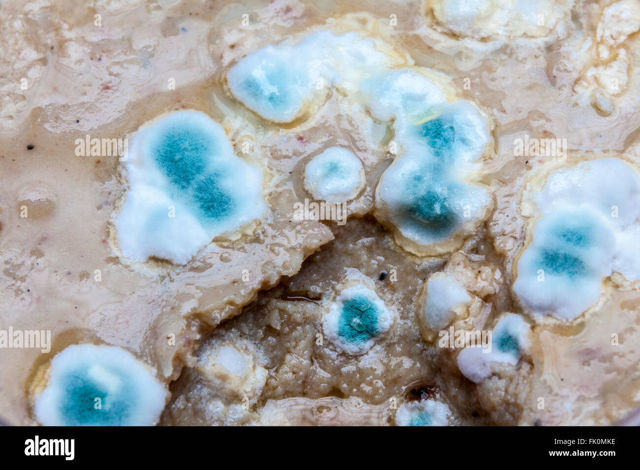 La moisissure verte bleu vif sur la sauce oublié à l'arrière du réfrigérateur. Banque D'Images