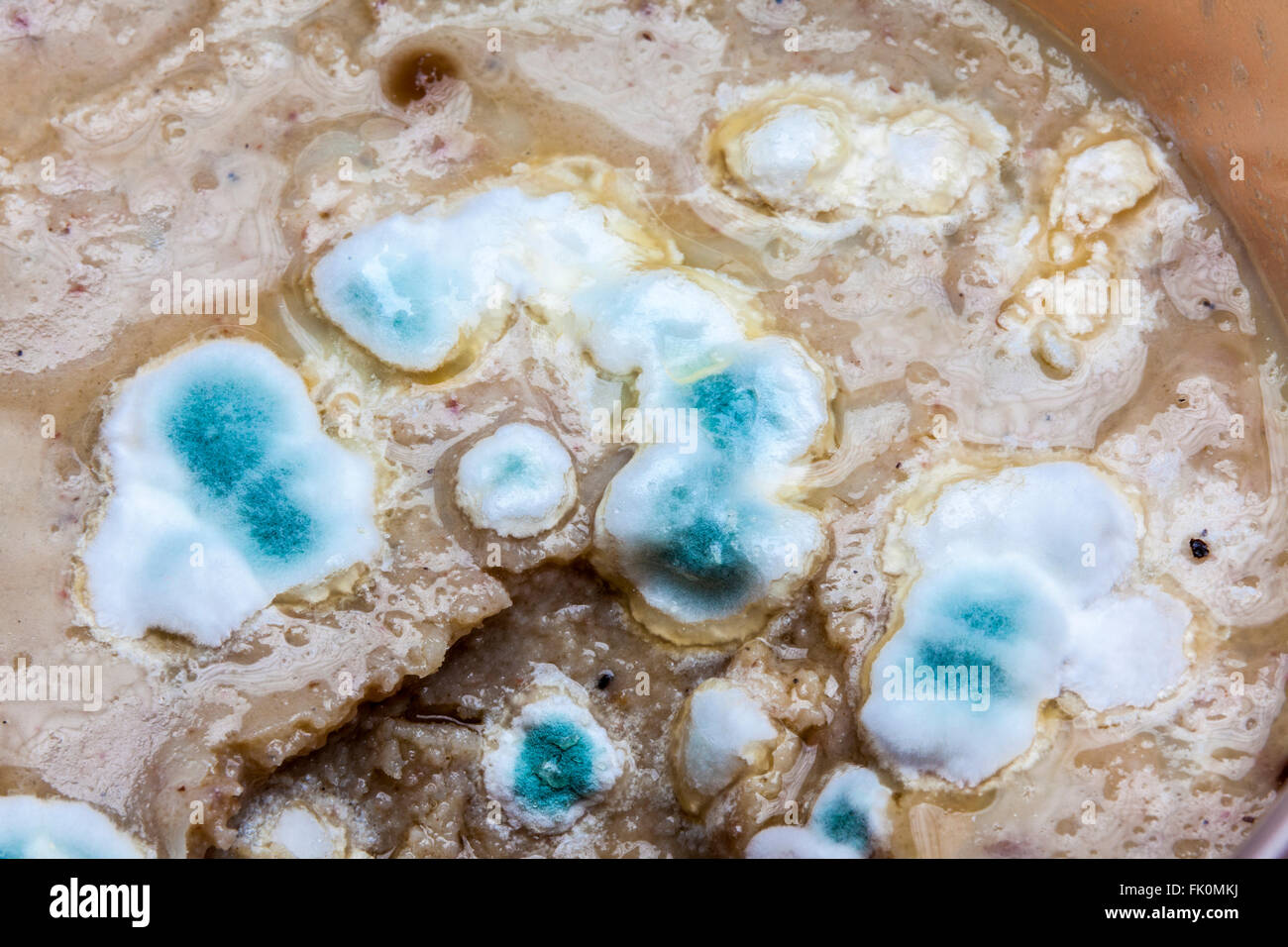 La moisissure verte bleu vif sur la sauce oublié à l'arrière du réfrigérateur. Banque D'Images