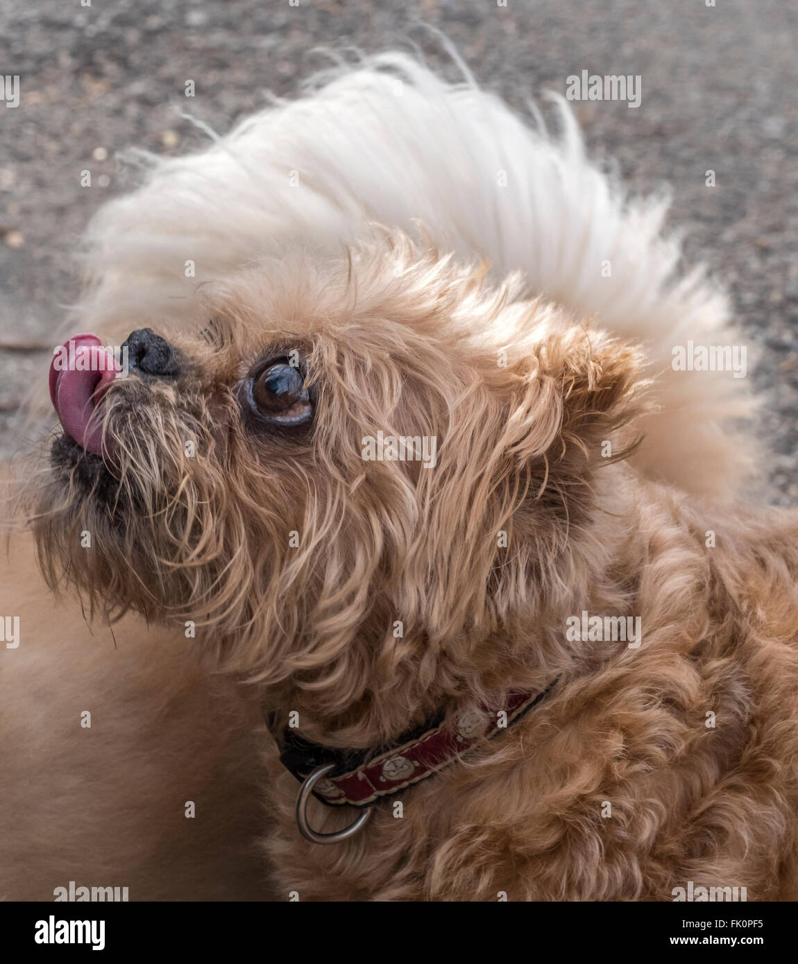 Griffon Bruxellois Ou Griffon De Bruxelles Est Une Race De