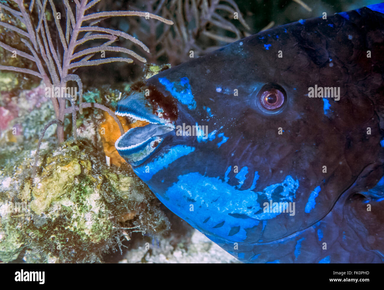 Minuit,perroquet Scarus coelestinu est une espèce de poissons-perroquets qui habite les récifs coralliens Banque D'Images