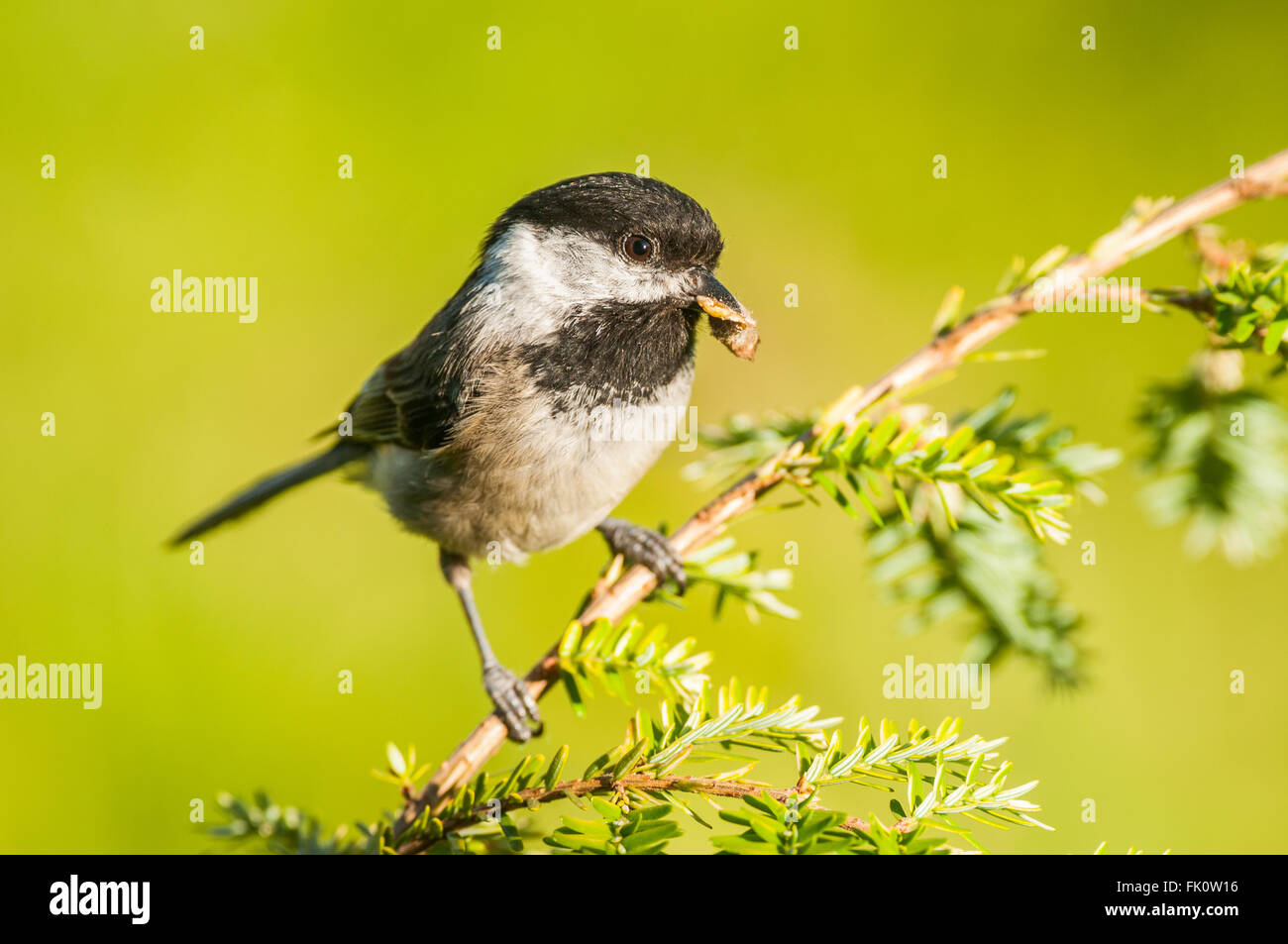 Un Chestnut-Backed adultes Chickadee (Poecile rufescens) avec les corps démembrés de l'abdomen une espèce dans son bec. Washington, USA. Banque D'Images