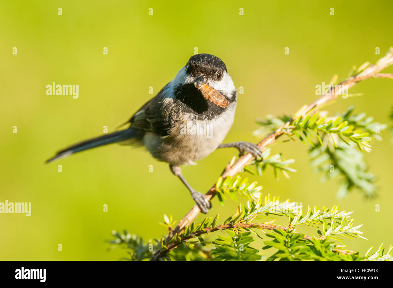 Un Chestnut-Backed adultes Chickadee (Poecile rufescens) avec les corps démembrés de l'abdomen une espèce dans son bec. Washington, USA. Banque D'Images