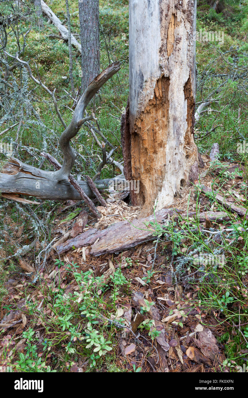 Rotten dead wood tree in forest Banque D'Images