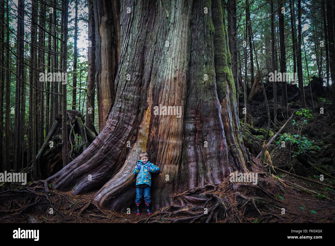 Jeune garçon près de l'arbre énorme le long du sentier de Schooner Cove, parc national Pacific Rim, Tofino, BC Banque D'Images