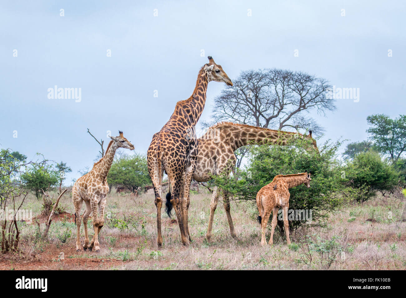 Espèce Famille girafe Giraffa camelopardalis famille de Giraffidae, Kruger National Park, Afrique du Sud Banque D'Images