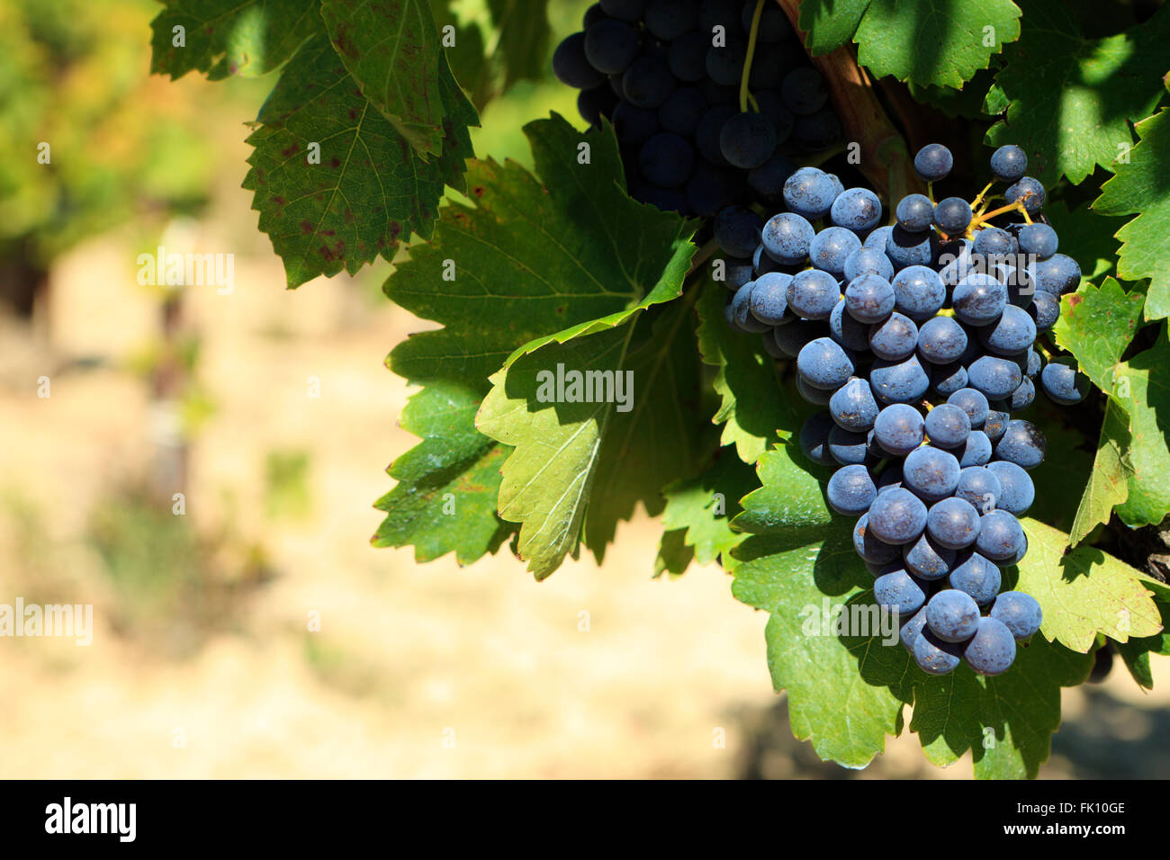 Red Wine grapes growing in a vineyard Banque D'Images