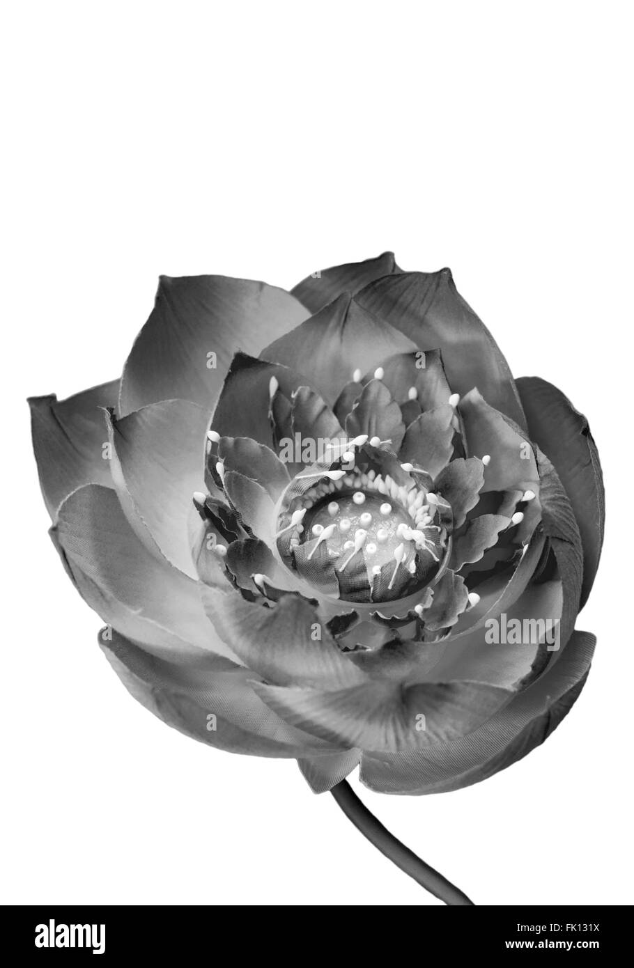 Black et white water lily (fleur de lotus), Lotus flower isolated on white background, clipping path Banque D'Images