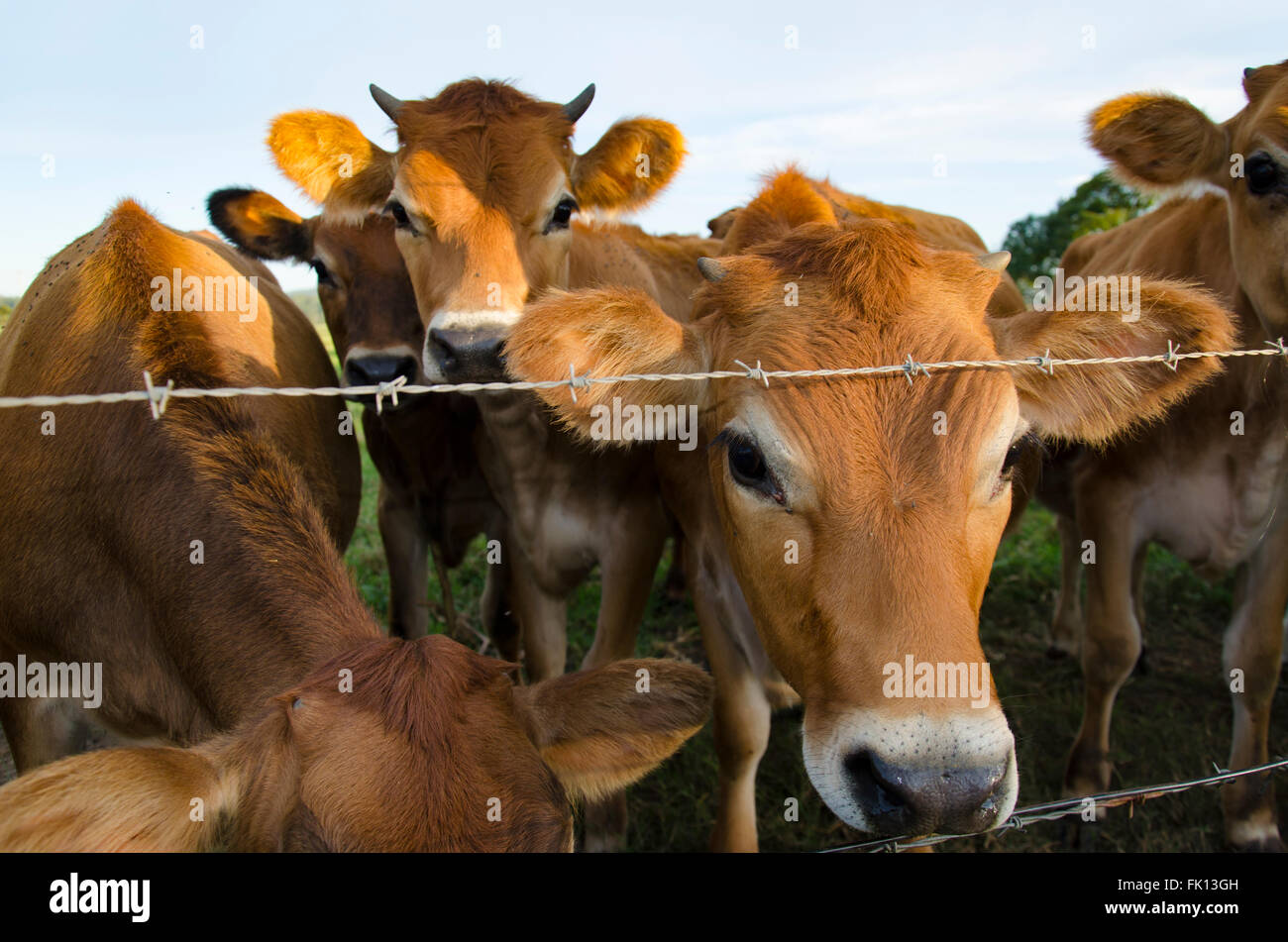 De près avec un entendu de jeunes vaches Jersey (laitières) sur une ferme près d'une clôture barbelée Banque D'Images