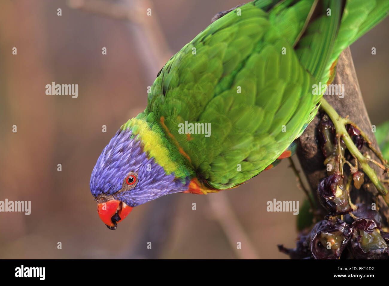 Belle petite Lory Banque D'Images