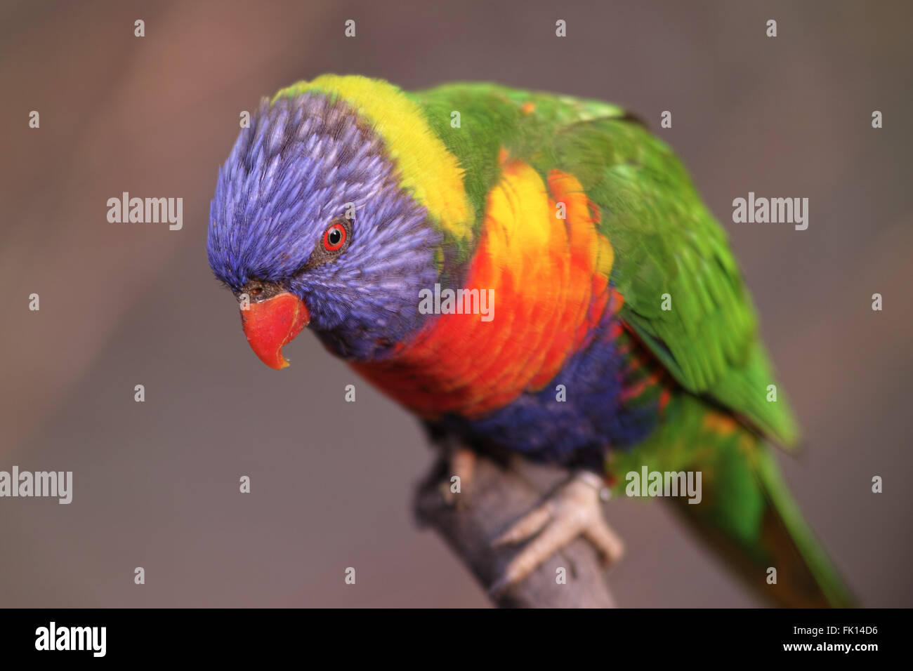 Belle petite Lory Banque D'Images