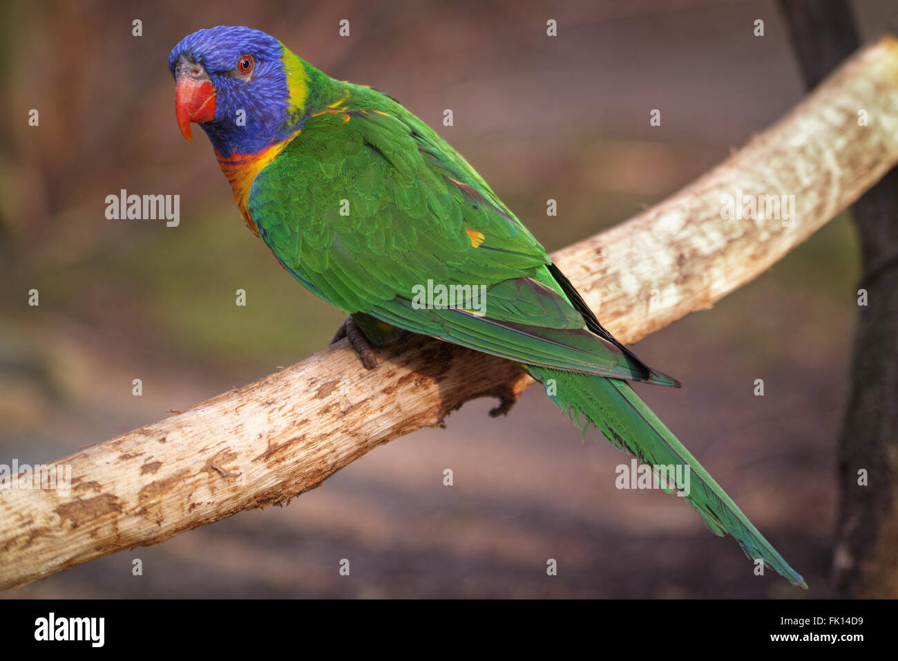 Belle petite Lory Banque D'Images