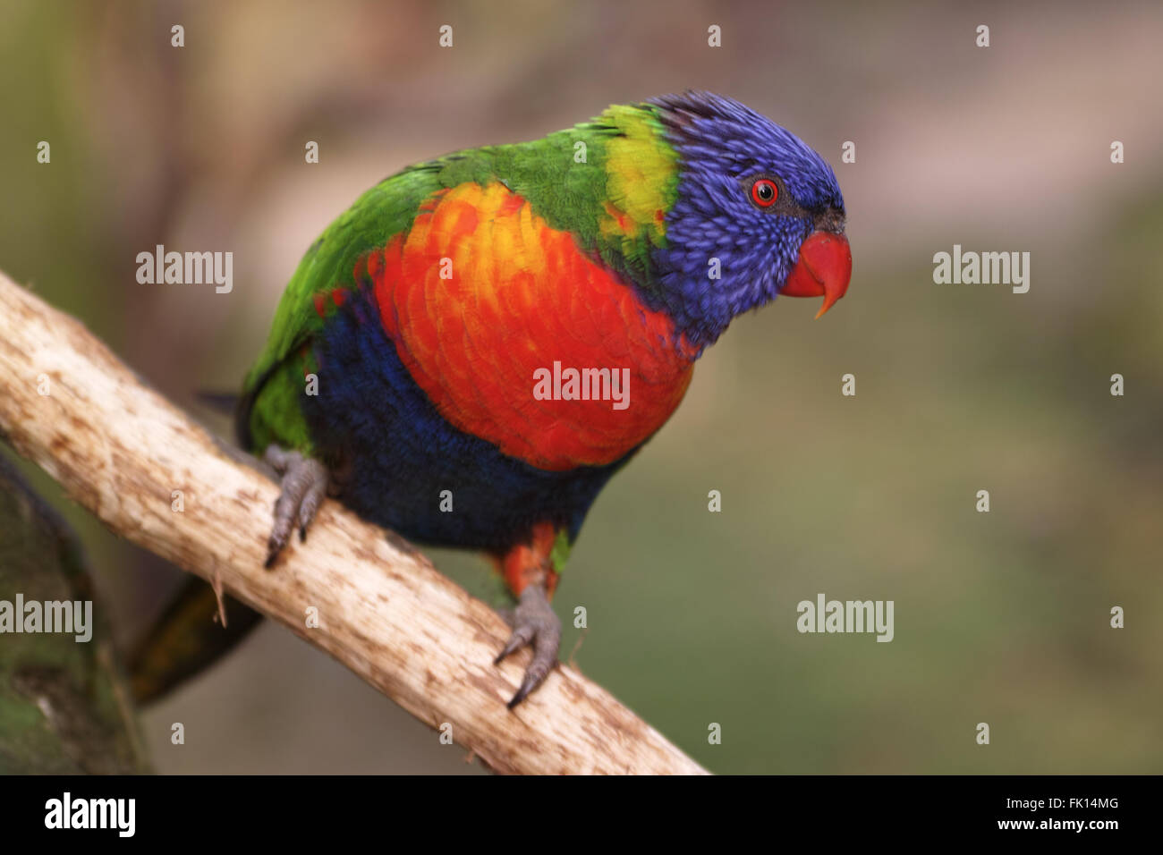 Belle petite Lory Banque D'Images