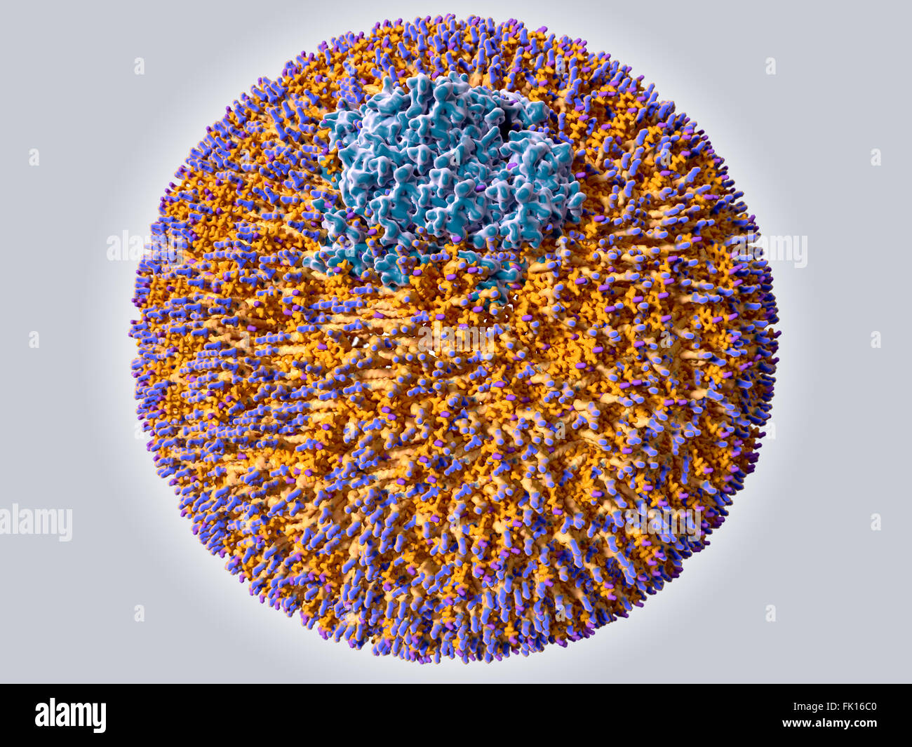Lipoprotéines, illustration. C'est une lipoprotéine de basse densité (LDL), ou "mauvais" cholestérol, molécule. Il se compose d'un noyau de Banque D'Images