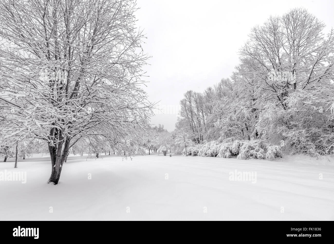 L'hiver avec de la neige sur les arbres après la tempête Banque D'Images