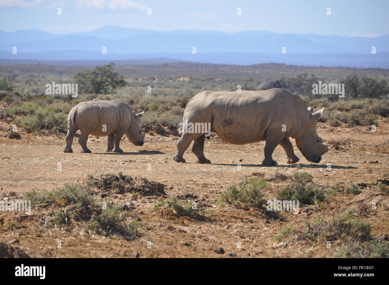 Une mère Rhino marche avec son enfant Banque D'Images