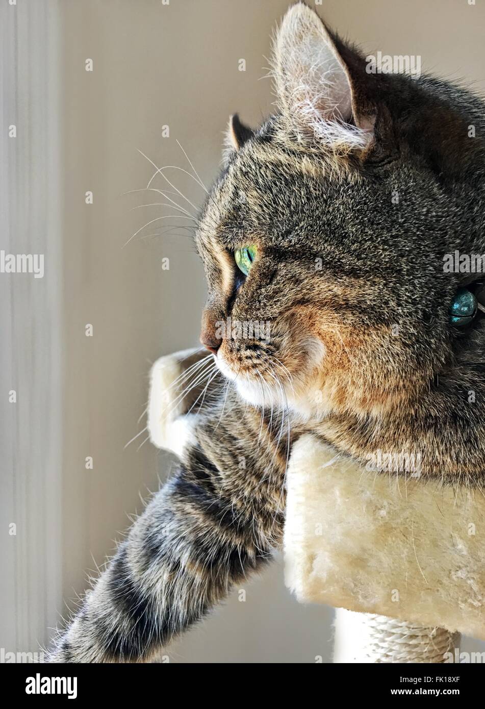 Un beau chat gris Highland Lynx sur son lit tour regarder par la fenêtre. Banque D'Images