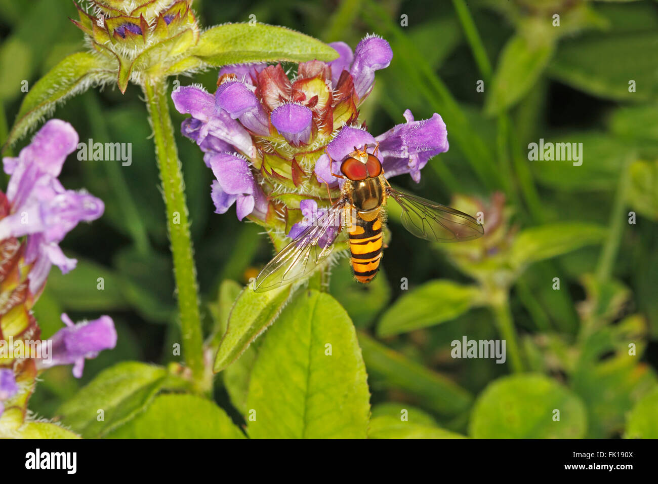 Episyrphus balteatus marmelade hoverfly (alimentation) sur l'auto-guérison (Prunella vulgaris) jardin de fleurs en juillet 9348 Cheshire UK Banque D'Images