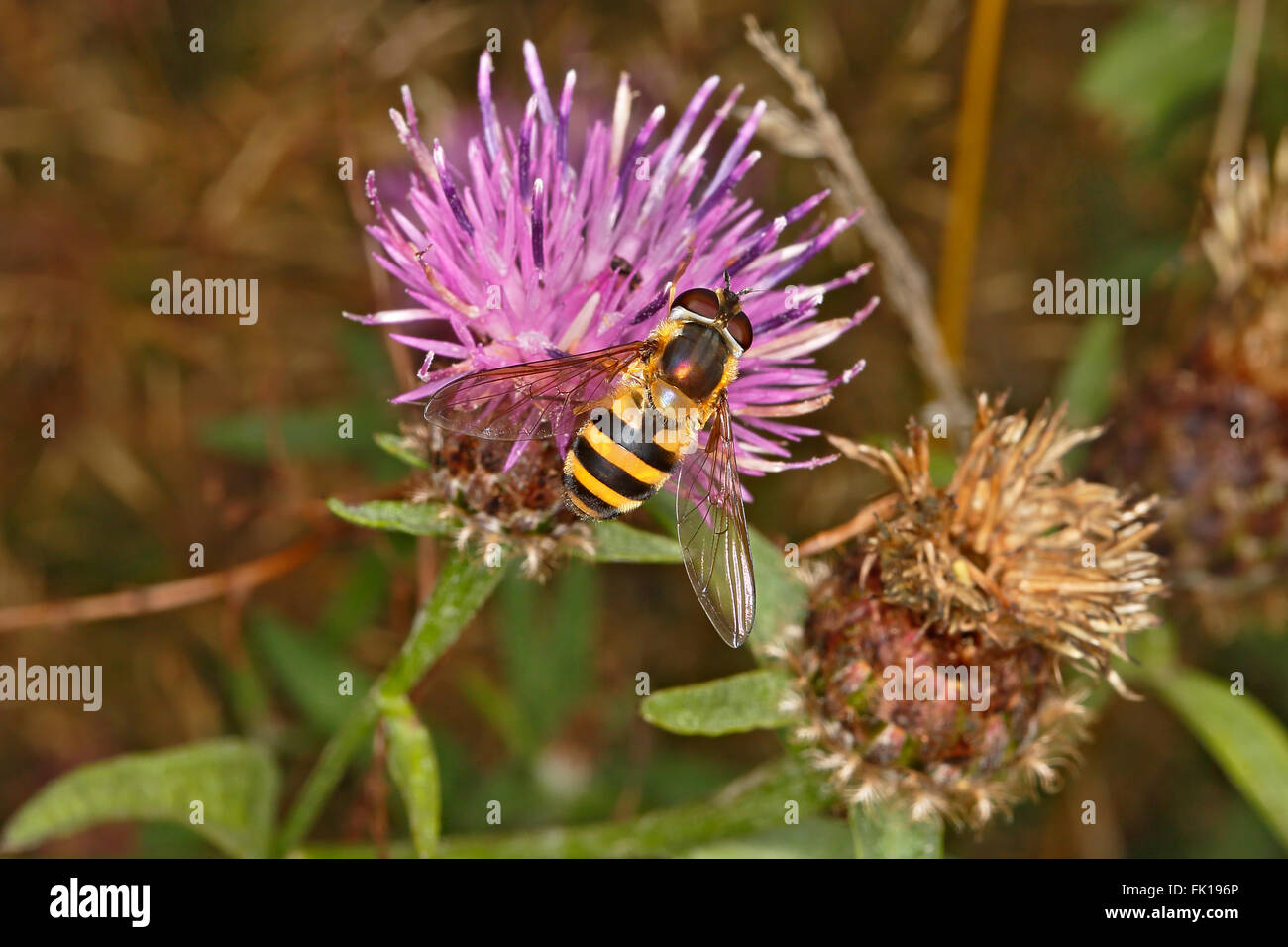 Hoverfly (Epistrophe grossulariaw) se nourrissant de centaurée maculée (Centaurea nigra) sur le bord de la route au nord du Pays de Galles Royaume-uni août 57963 Banque D'Images