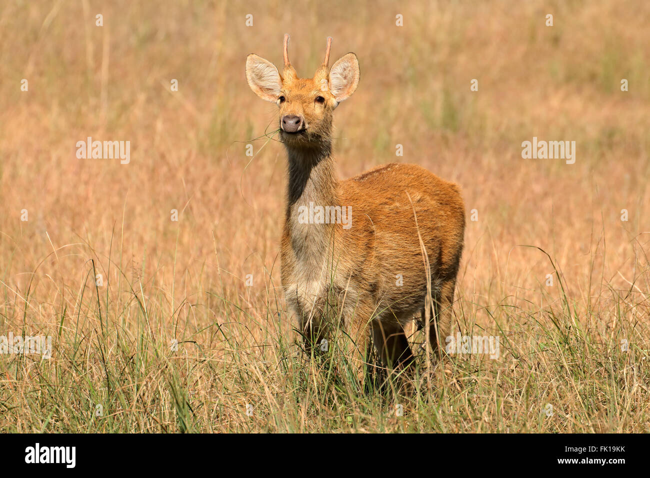 Barasingha mâle ou un marais (Rucervus duvaucelii cerf), Parc National de Kanha, India Banque D'Images