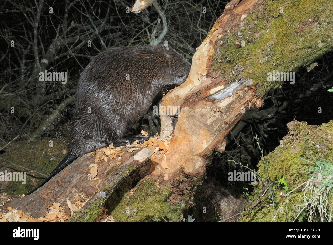 Le castor d'Eurasie (Castor fiber) rongeant le tronc d'un saule dans un grand enclos au bois nuit à l'abattre, Devon. Banque D'Images