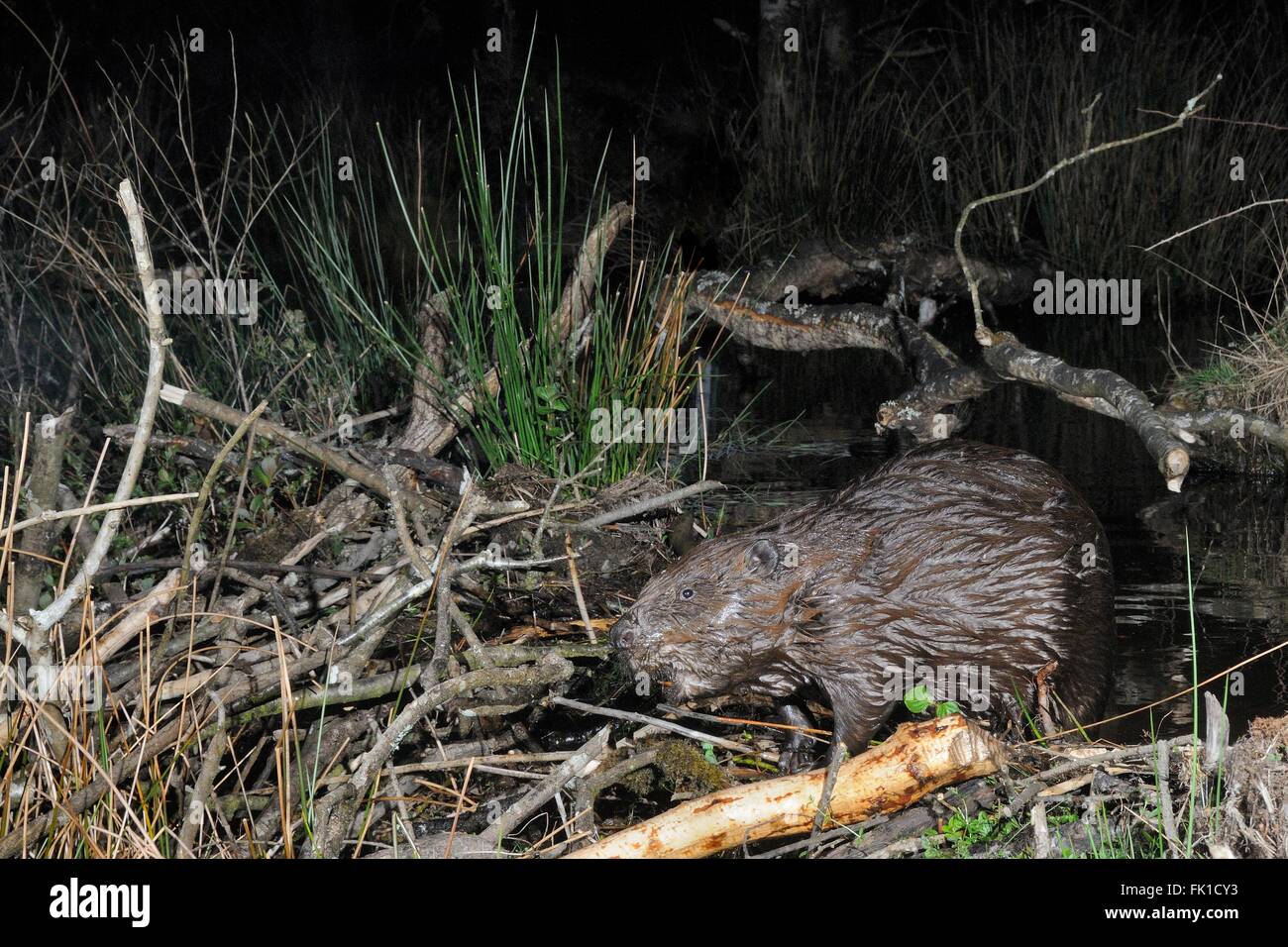 Le castor d'Eurasie (Castor fiber) inspection de son barrage dans un grand enclos forestiers la nuit, Devon Beaver Projet. Banque D'Images