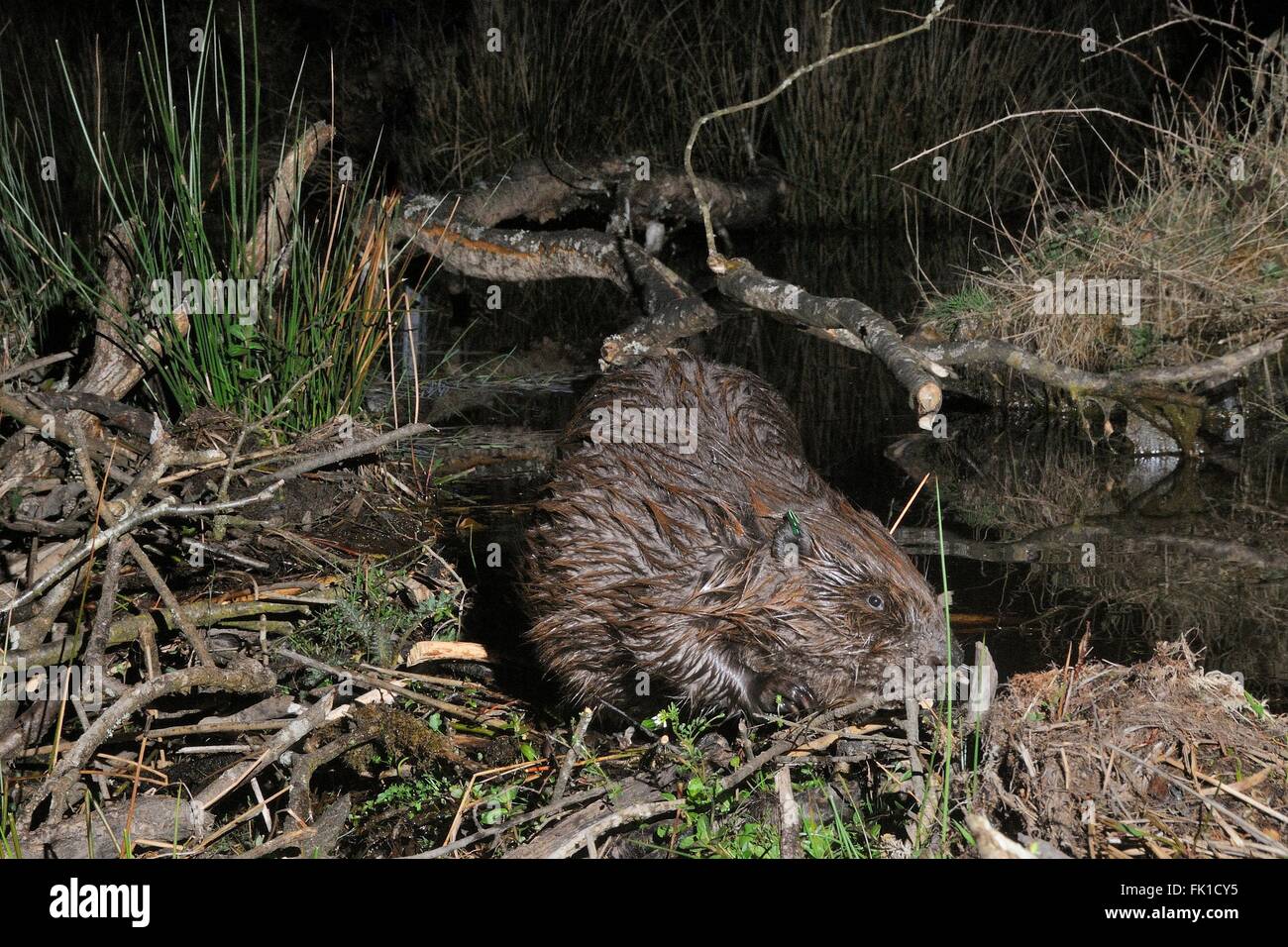Le castor d'Eurasie (Castor fiber) inspection de son barrage dans un grand enclos forestiers la nuit, Devon, UK Banque D'Images