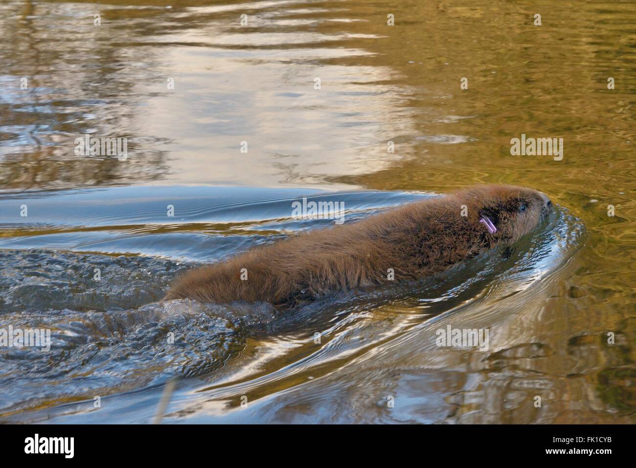 Eurasienne adultes marqués à l'oreille le castor (Castor fiber) nager sur la Loutre de rivière après la libération par le Devon Wildlife Trust . Banque D'Images