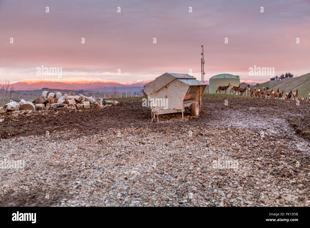 Cerfs au coucher du soleil Banque D'Images