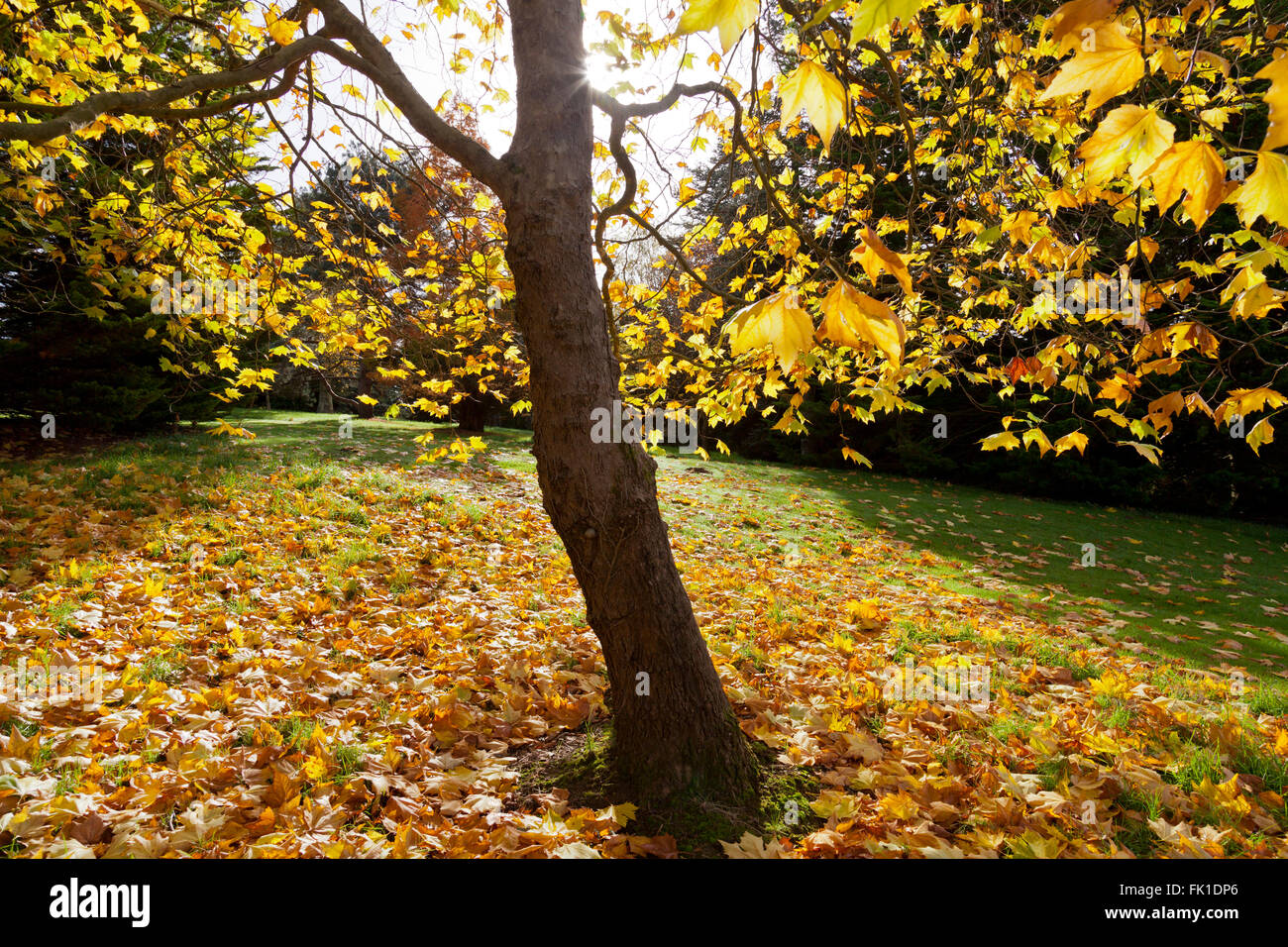 Les brillantes couleurs de l'automne d'un platane au Sir Harold Hillier Gardens, Romsey, Hampshire, England, UK Banque D'Images