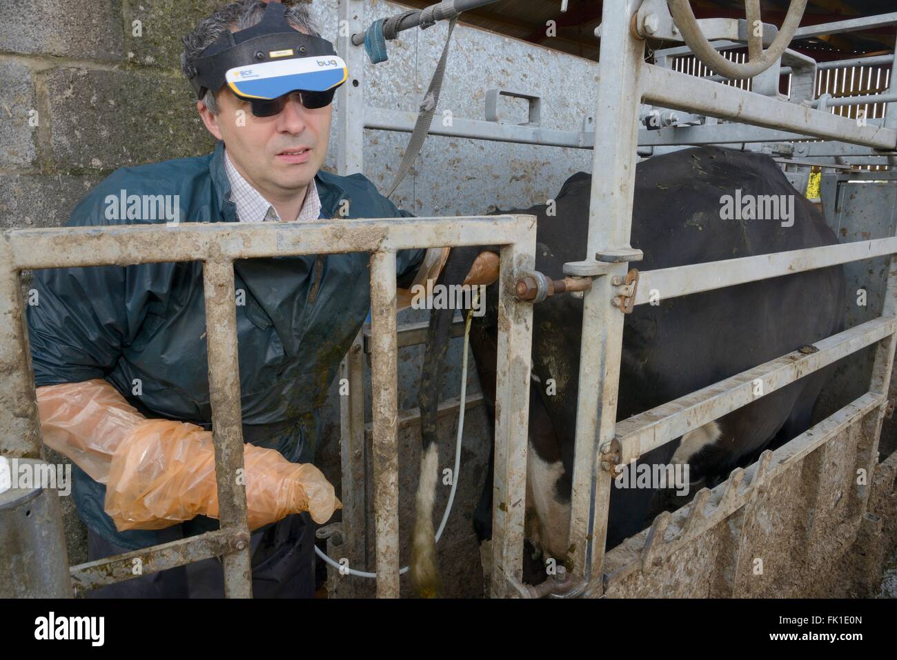 À l'aide d'un échographe vétérinaire à rechercher d'un fœtus à l'intérieur d'un frison Holstein vache (Bos taurus) tenue à un écrasement. Banque D'Images