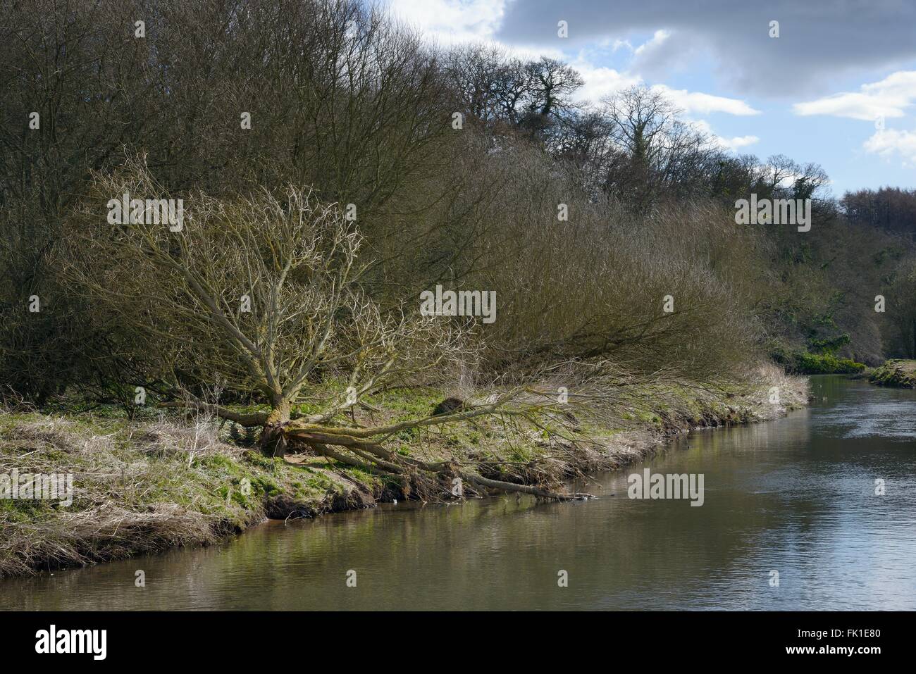 Saule (Salix sp.) abattu par le castor d'Eurasie (Castor fiber) sur les rives de la loutre de rivière, Devon, UK, mars. Banque D'Images