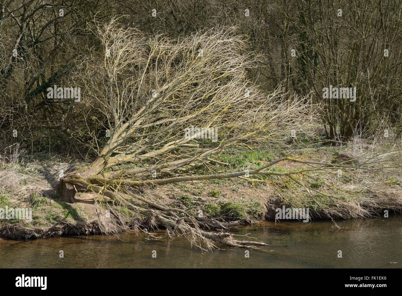 Saule (Salix sp.) abattu par le castor d'Eurasie (Castor fiber) sur les rives de la loutre de rivière, Devon, UK, mars. Banque D'Images