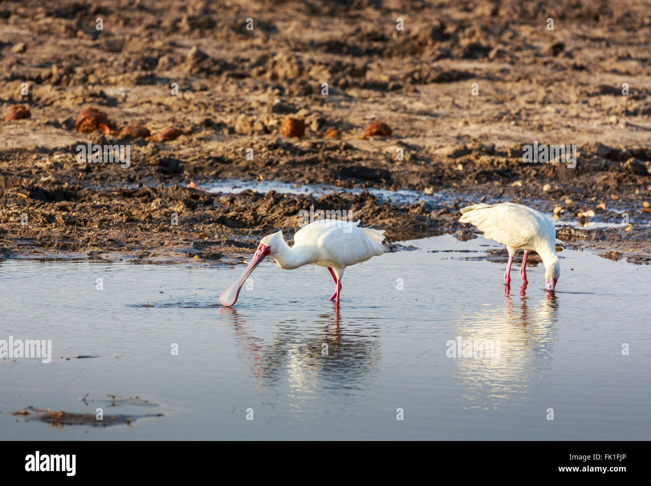 Deux spatules d'Afrique (Platalea alba) dans un trou boueux, Zaraga Selinda Camp, Réserver, Okavango Delta, Kalahari, le nord du Botswana Banque D'Images