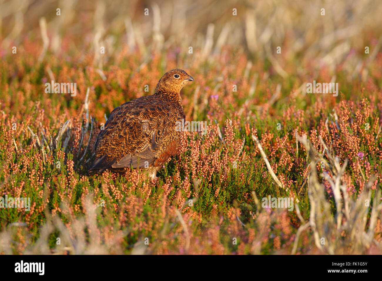 Rouge femelle huppée Lagopus lagopus scotica est assis entre heather sur la lande dans le Yorkshire Dales National Park, England Banque D'Images