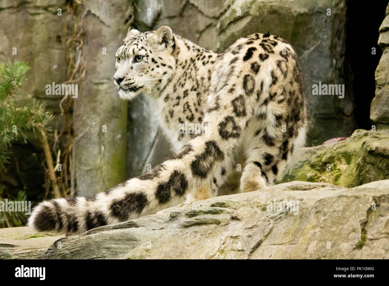 Snow Leopard longue queue détaillées montrant en premier plan. Le format paysage. Gros chat blanc avec des marques noires à l'enceinte des animaux en captivité au zoo de Marwell. Banque D'Images
