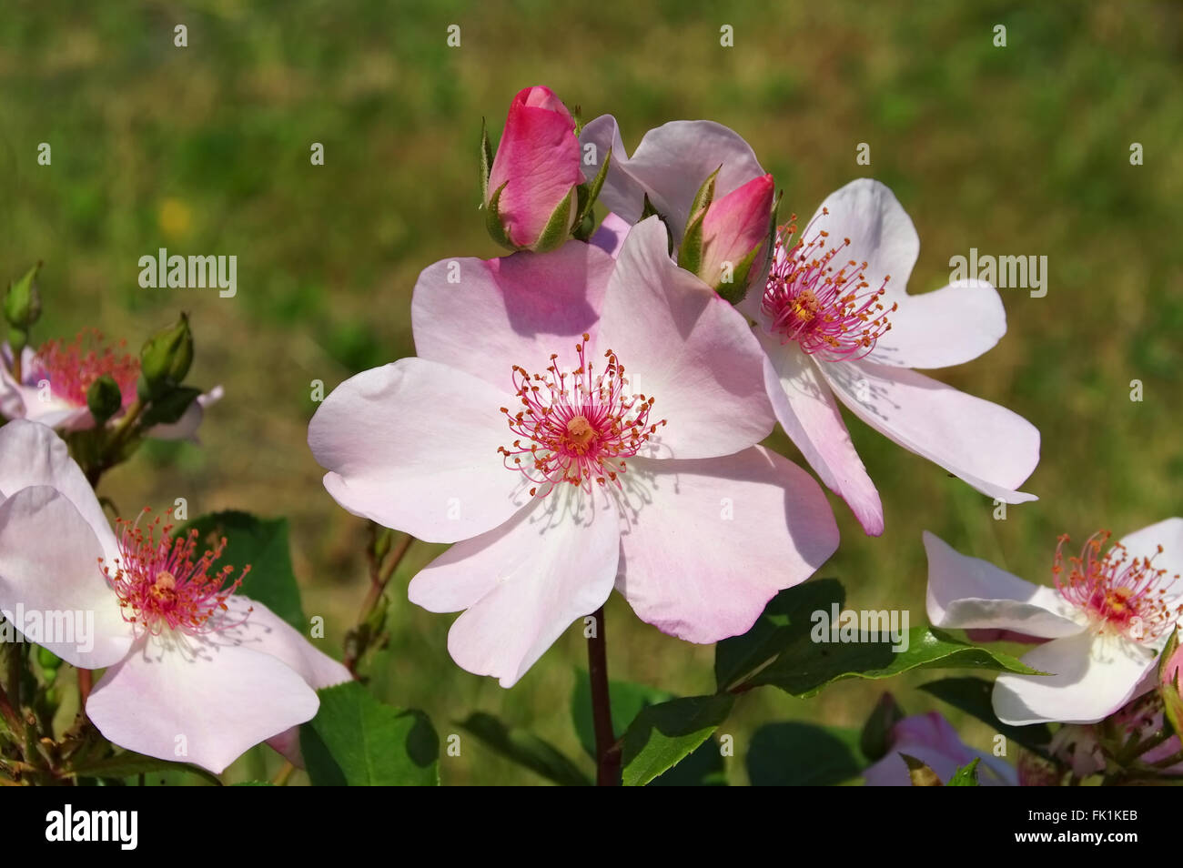 Sweet Rose Jolie en rose Farbe - la rose rose assez doux Banque D'Images