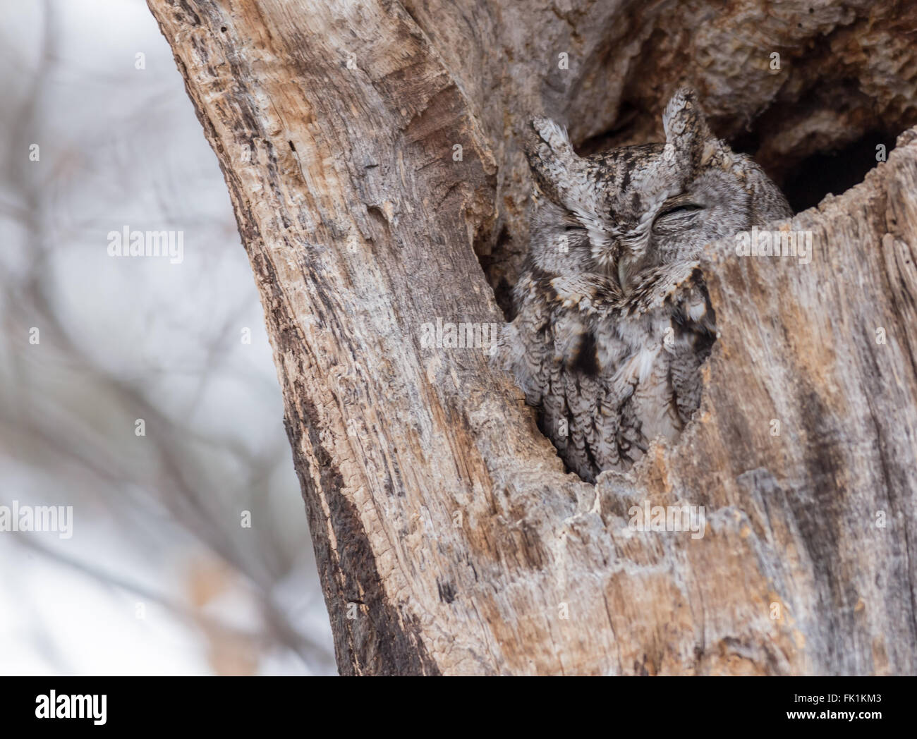 Un hibou solitaire dans un arbre en hiver Banque D'Images