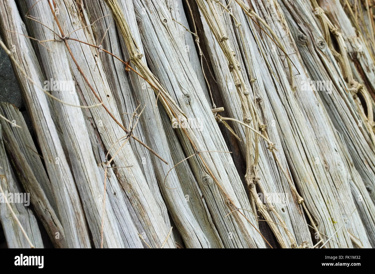 Trockene Stengel - tiges 01 sec Banque D'Images