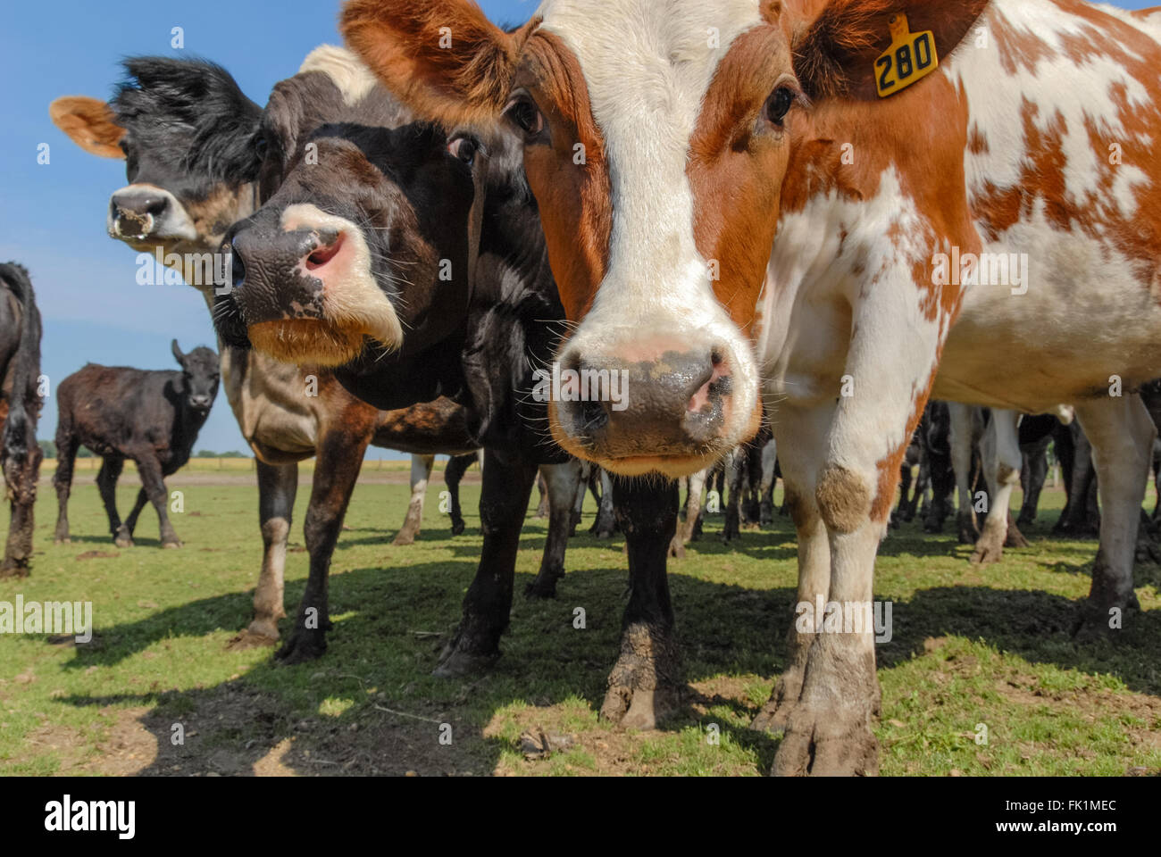 Les vaches curieuses close-up. Banque D'Images