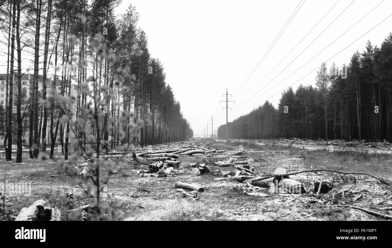 La déforestation pour créer une zone tampon de SKL Banque D'Images