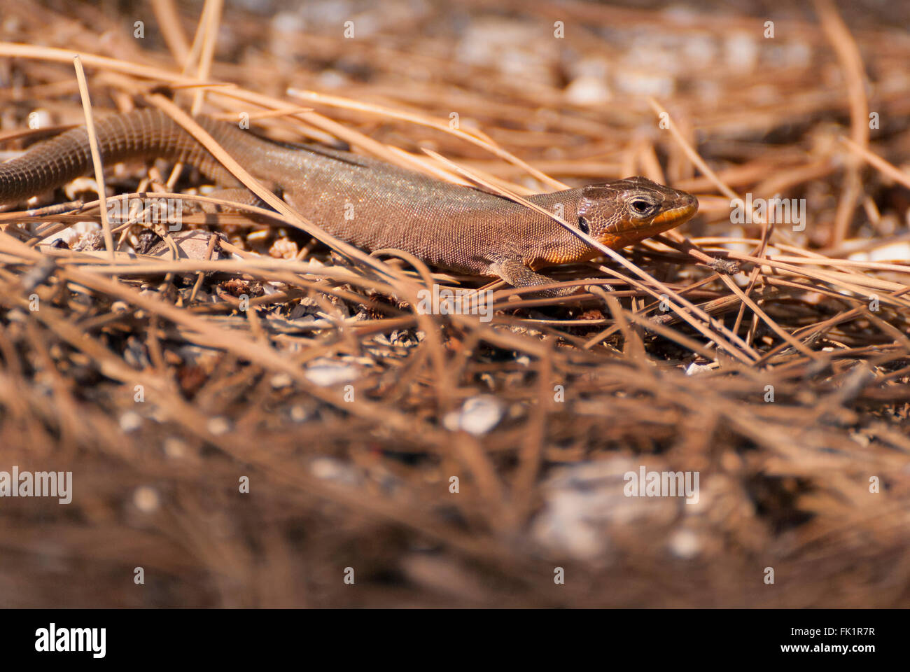 Lézard commun photo prise en Croatie Banque D'Images