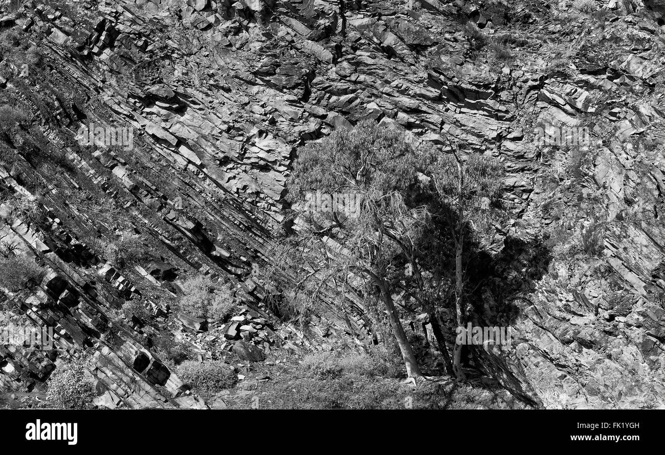 Noir blanc image de grès géologique ancienne roche verticale avec lonely gumtree vit au bas de stone creek Banque D'Images