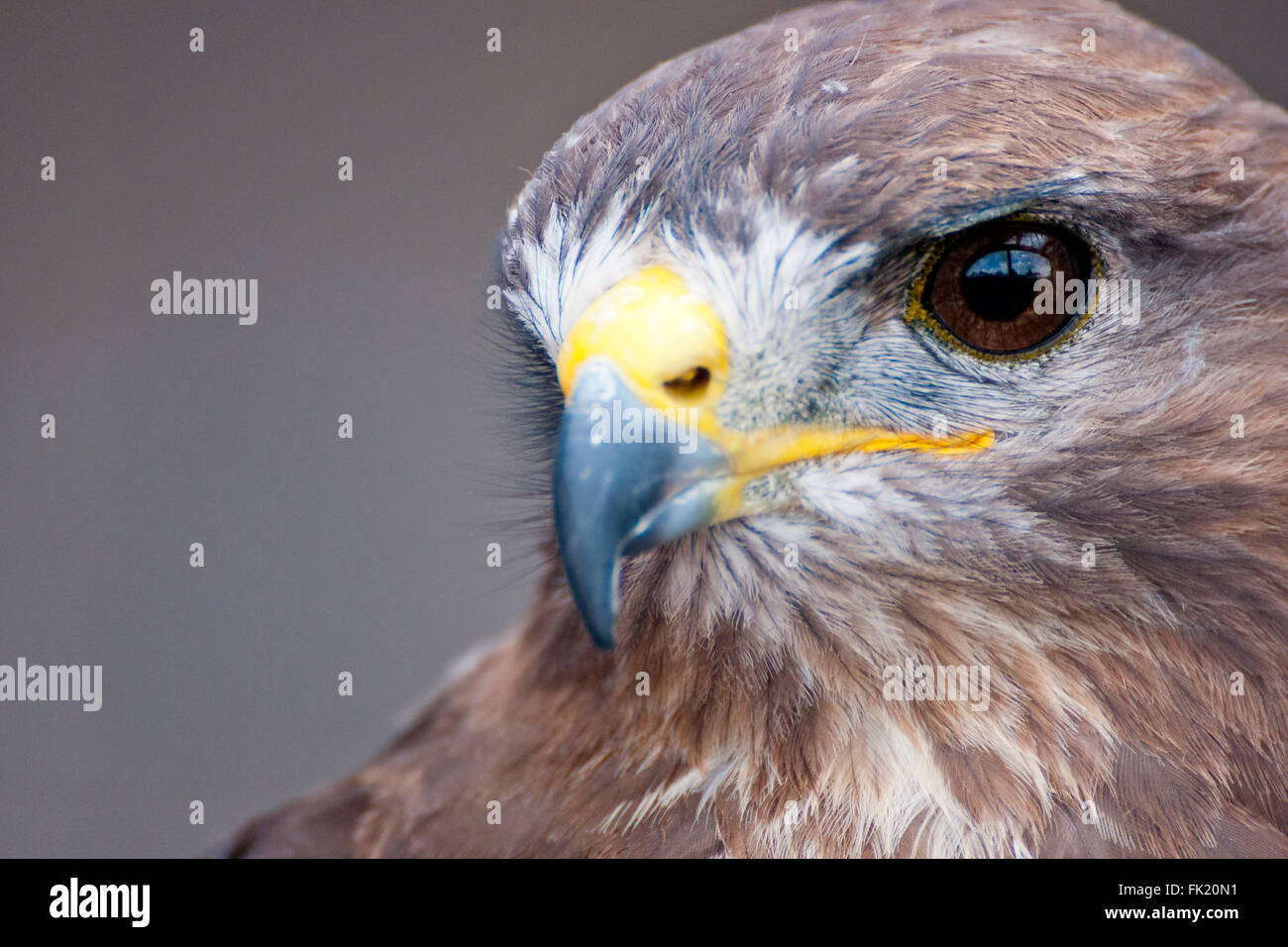 Portrait Buzzard Banque D'Images
