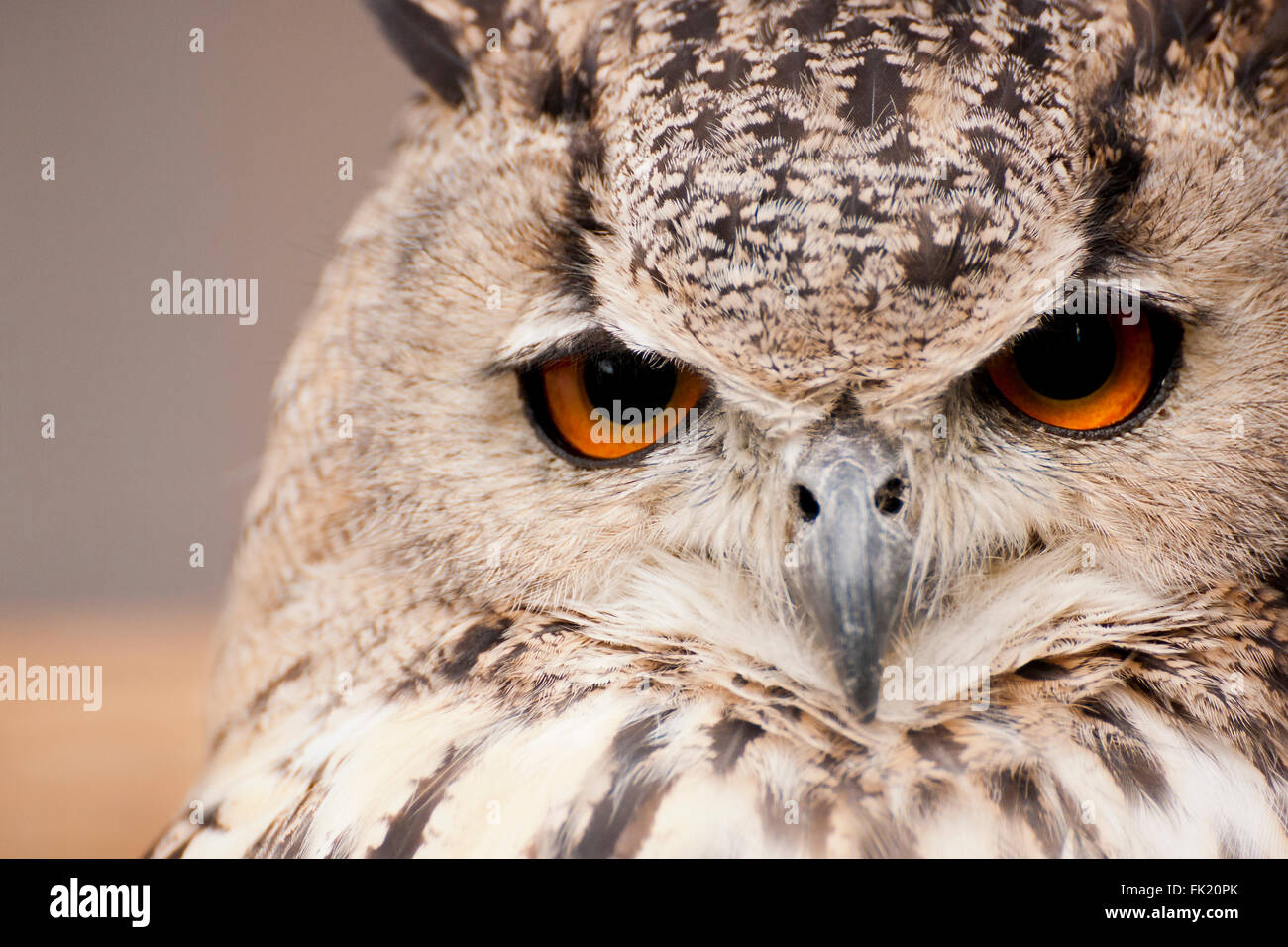 Indian Eagle Owl portrait Banque D'Images