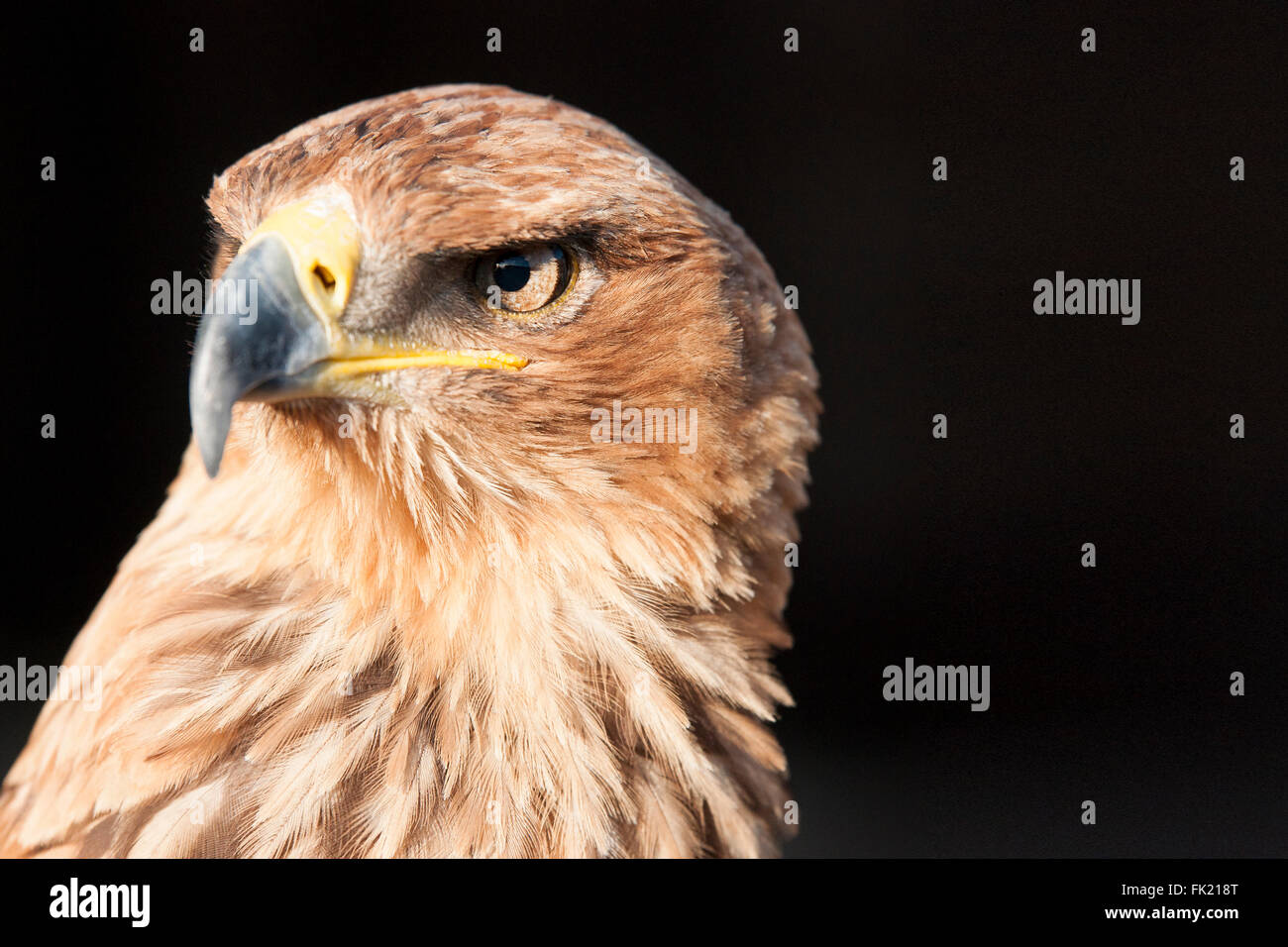 Aigle oiseau de proie Banque D'Images