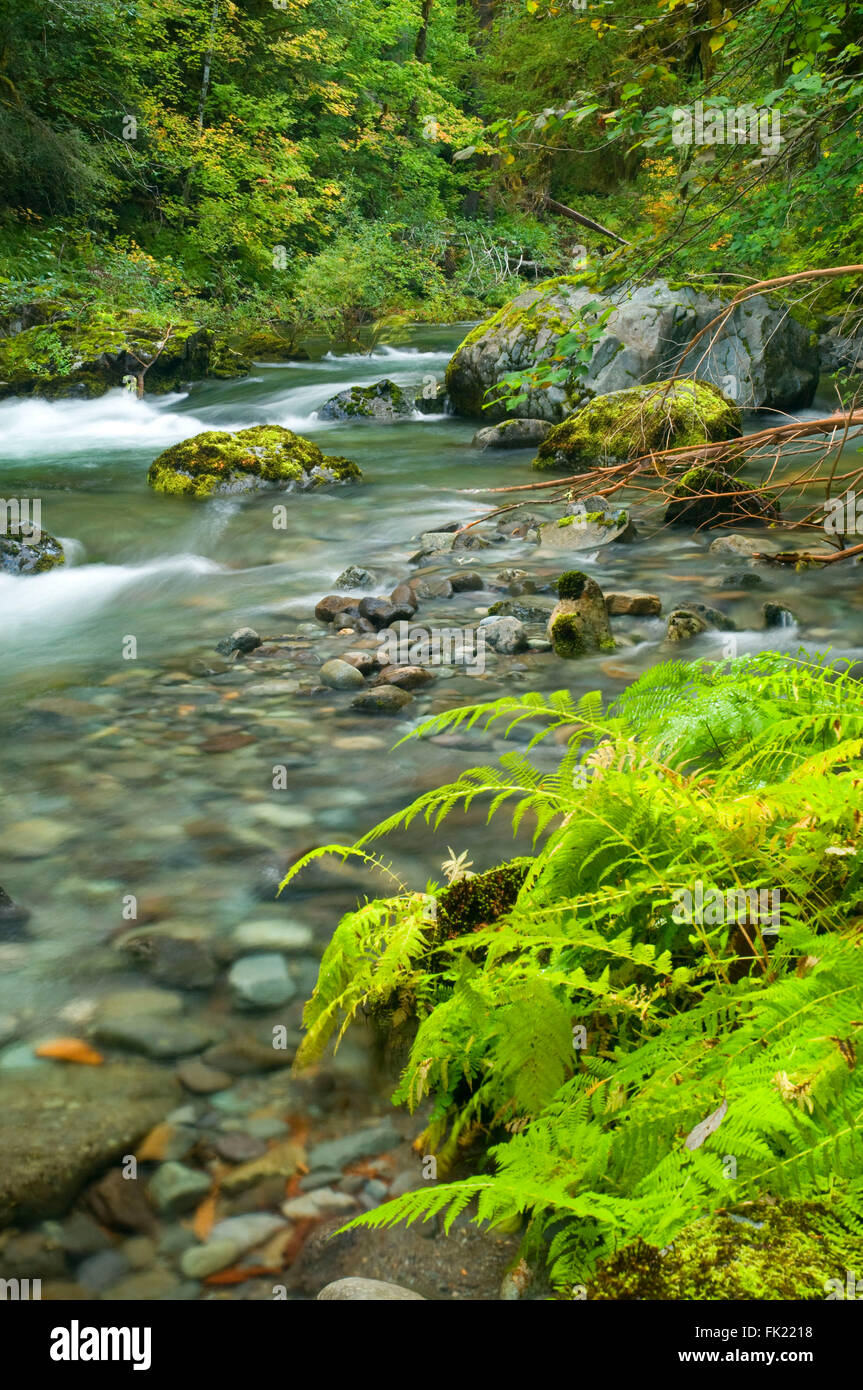 Fougères le long de la Petite Rivière Santiam North Fork, Opal Creek Scenic Zone de loisirs, forêt nationale de Willamette, Oregon Banque D'Images