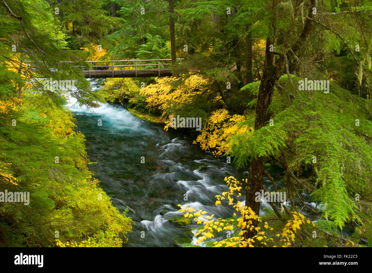 McKenzie River National Recreation Trail pont randonneur, McKenzie Wild and Scenic River, forêt nationale de Willamette, Oregon Banque D'Images