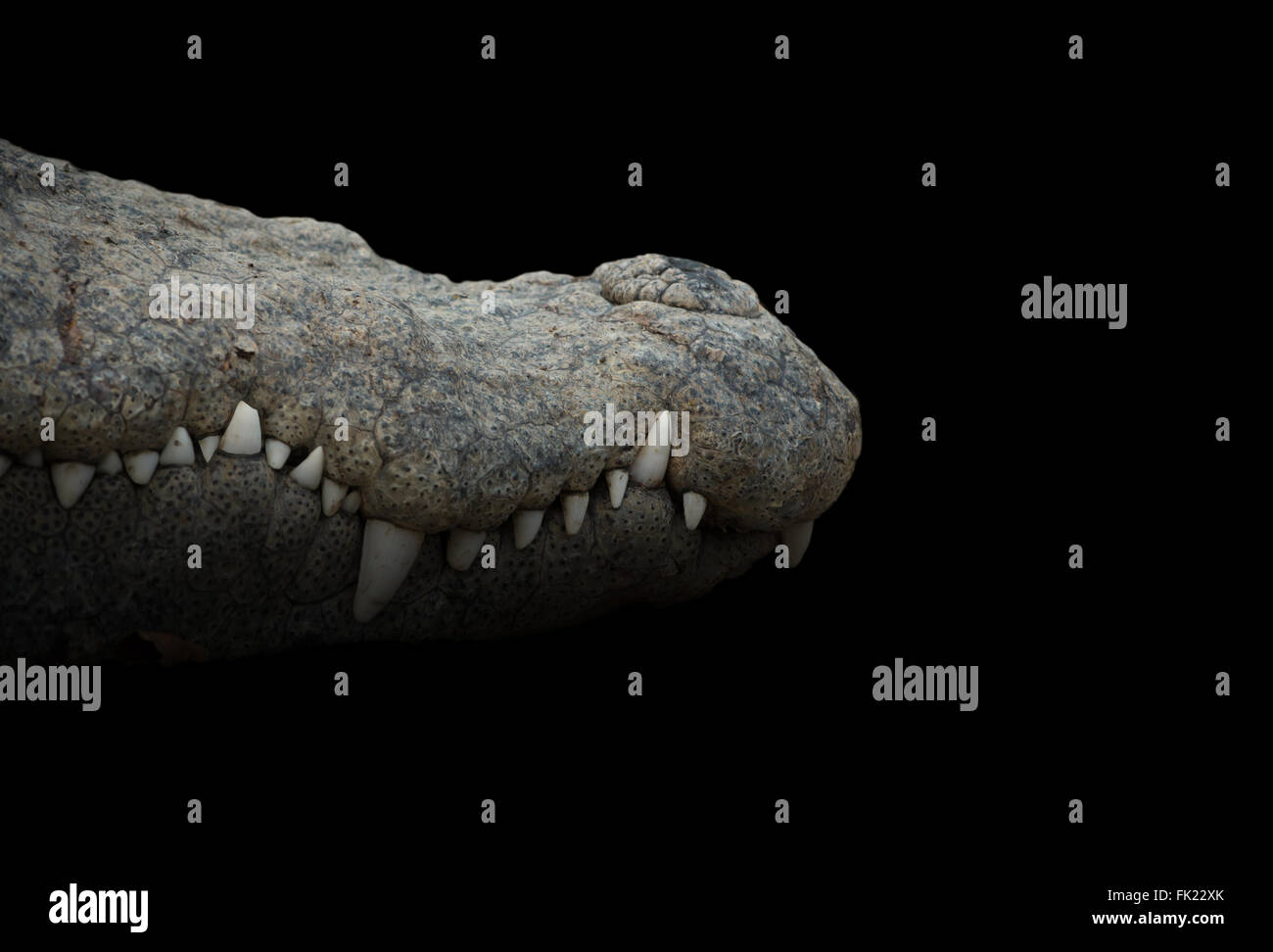Close up of crocodile mouth en fond sombre Banque D'Images