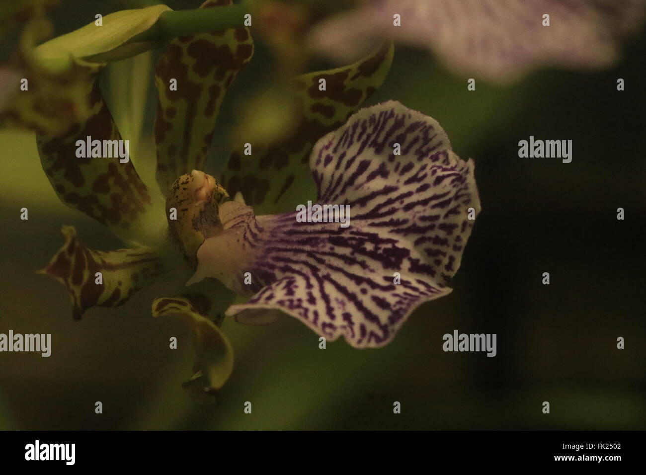 Repéré la pintade, Maxillaria Maxillaria ou meleagris, trouvés au Mexique Banque D'Images